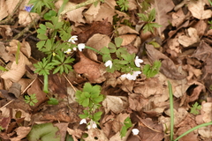 Isopyrum thalictroides