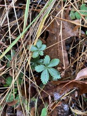 Potentilla simplex