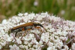 Oedemera podagrariae