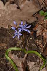 Scilla bifolia