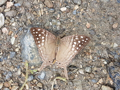 Marpesia merops