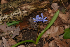 Scilla bifolia