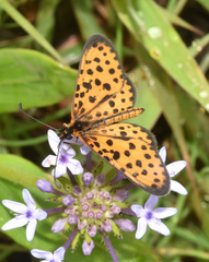 Pardopsis punctatissima