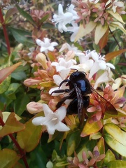 Xylocopa splendidula