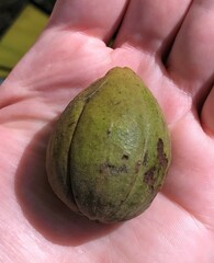 Carya glabra megacarpa