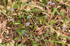 Scilla bifolia