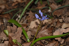 Scilla bifolia