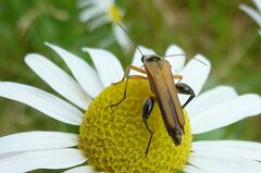 Oedemera podagrariae