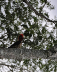 Campephilus robustus