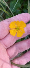 Ranunculus repens