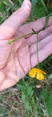 Ranunculus repens