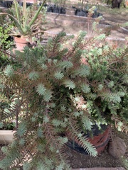 Sedum griseum