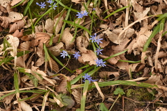 Scilla bifolia