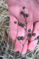 Potentilla recta