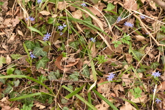 Scilla bifolia