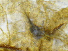 Pelodytes punctatus