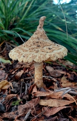 Saproamanita