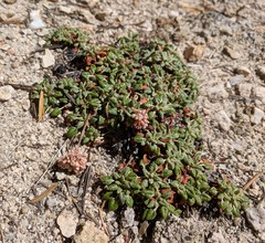Eriogonum polypodum
