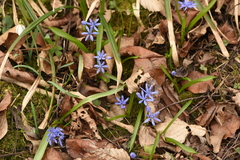 Scilla bifolia