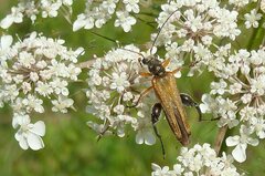 Oedemera podagrariae
