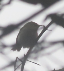 Phylloscopus canariensis