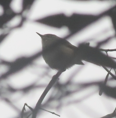 Phylloscopus canariensis