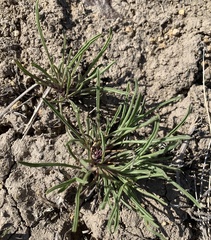 Penstemon penlandii