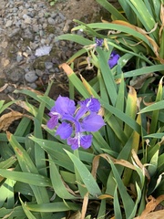 Iris tectorum