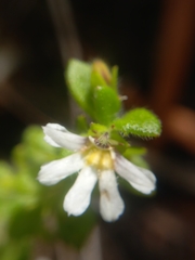 Scaevola hookeri