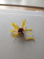 Hamamelis mollis