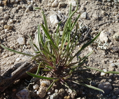Penstemon penlandii