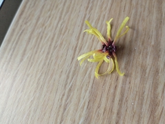 Hamamelis mollis