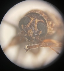 Pachybrachis texanus