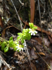 Scaevola hookeri