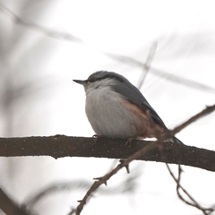 Sitta europaea