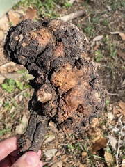 Agrobacterium radiobacter