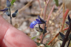 Salvia subincisa