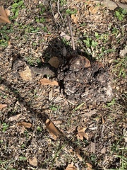 Agrobacterium radiobacter