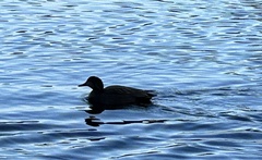 Mareca strepera strepera