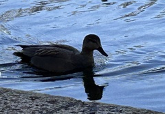 Mareca strepera strepera