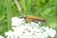 Oedemera podagrariae