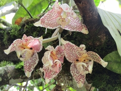 Stanhopea dodsoniana