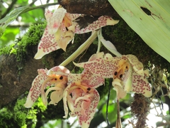 Stanhopea dodsoniana