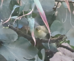 Phylloscopus canariensis