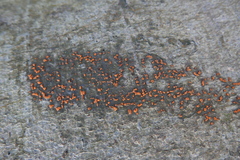 Nectria cinnabarina