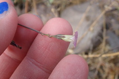 Ipomoea costellata