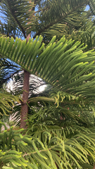 Eutacta