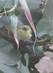 Phylloscopus canariensis