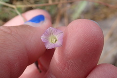 Ipomoea costellata
