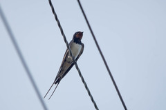 Hirundo rustica rustica